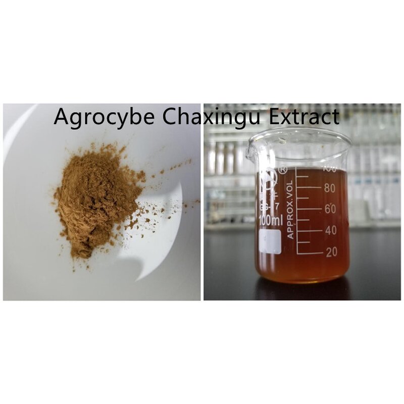 Agrocybe Aegerita Extract - Manufacturer - 30% Polysaccharides Chaxingu Free Sample