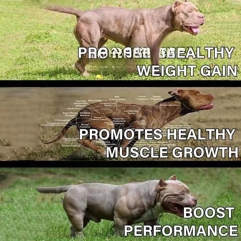 Dog Muscle Builder - Manufacturer - Private Label Customized High Protein