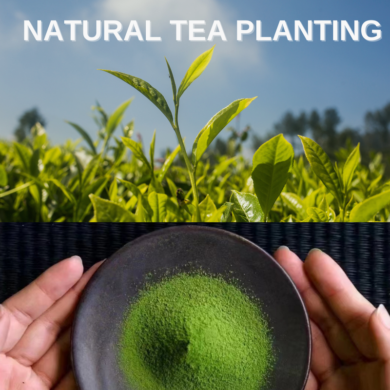Matcha Latte Powder Manufacturer - Certified Organic Pure Ceremonial Grade Japanese