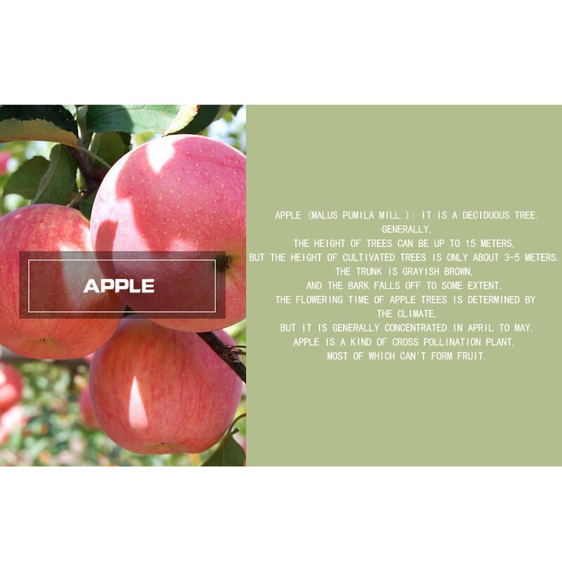 Essential Oil Manufacturer - Private Label Wholesale Factory Customized Apple