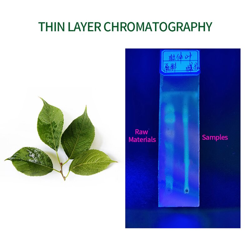 Eucommia Extract Powder Manufacturer - 5% Chlorogenic Acid, 10:1 Bark