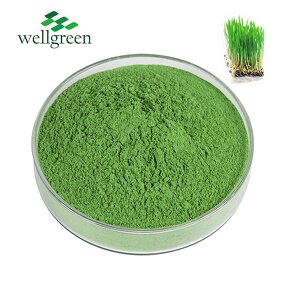 Wheat Grass Powder Manufacturer - Water Soluble Organic Freeze Dried