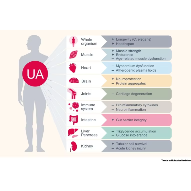 BCI Urolithin A Powder Factory Supply - Competitive Price CAS 1143-70-0