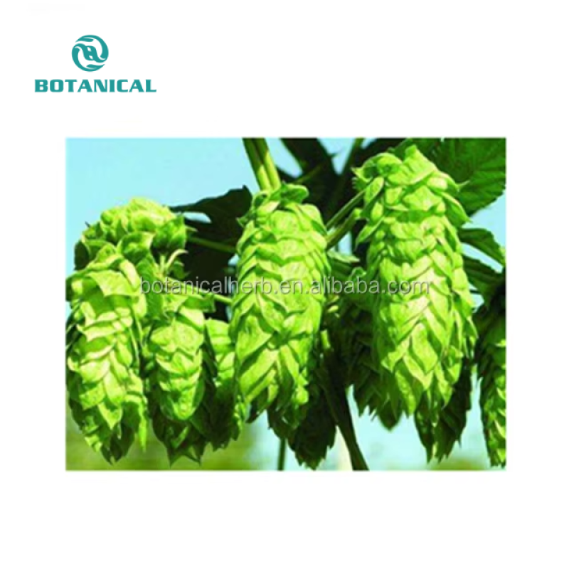 BCI Hops Extract Powder Supplier - Humulus Lupulus Custom Extraction