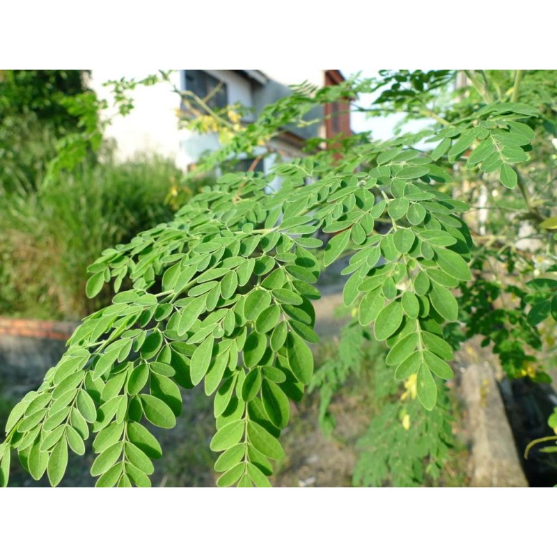 BCI Moringa Leaf Capsules Supplier - 500mg Pure Organic Extract Wholesale