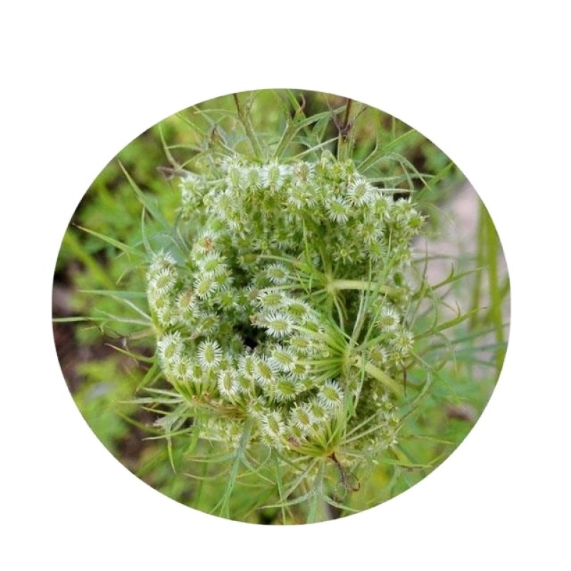 Cnidium Monnieri Extract Manufacturer - Antiviral Formula OEM Services