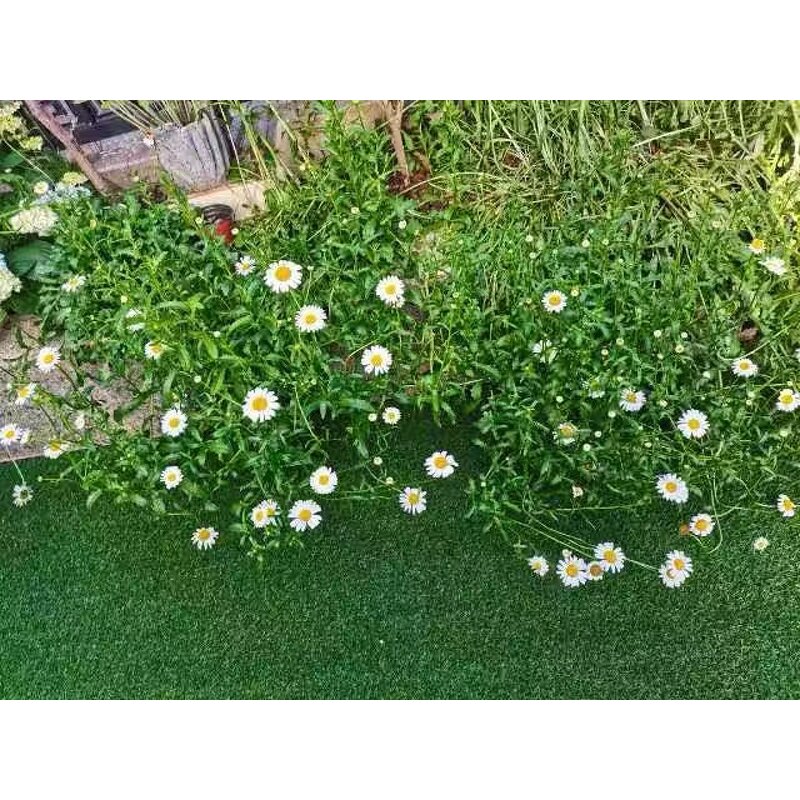 Artificial Lawn - Manufacturer - UV Protected Pet High-Traffic No Water Mowing