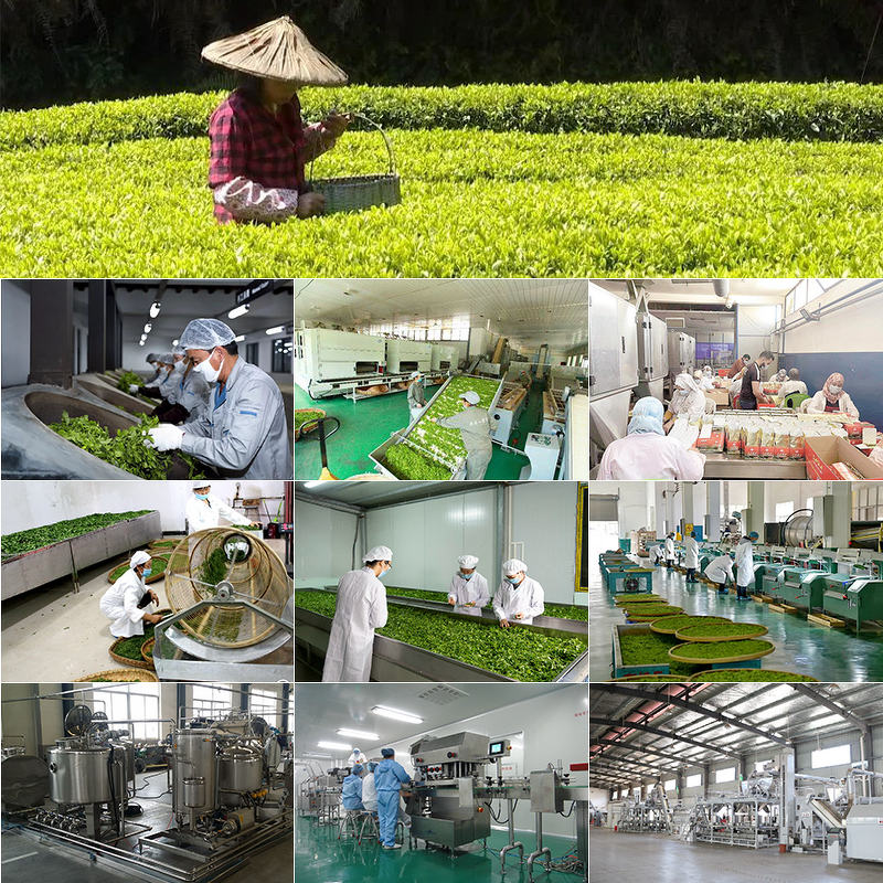 Weight Loss Tea Manufacturer - Wholesale Effective Natural Fat Burning Slimming Herb Tea