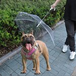 Wholesale Pet Cat Dog Umbrella with Leash for Pet