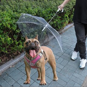 Wholesale Pet Cat Dog Umbrella with Leash for Pet