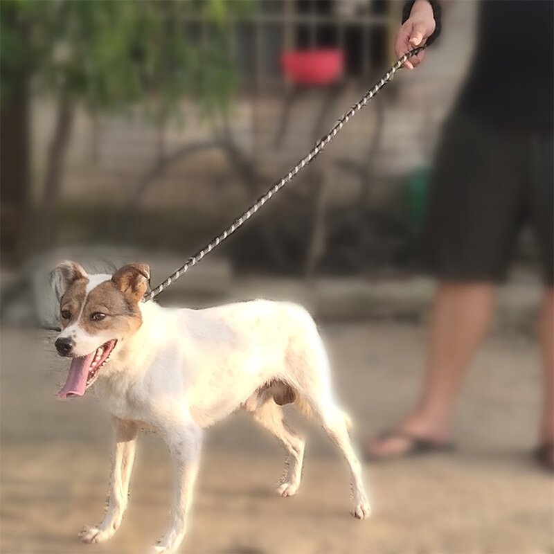 Pet Leash Manufacturer - Branded Retractable - 5M Extendable - Dog Lead