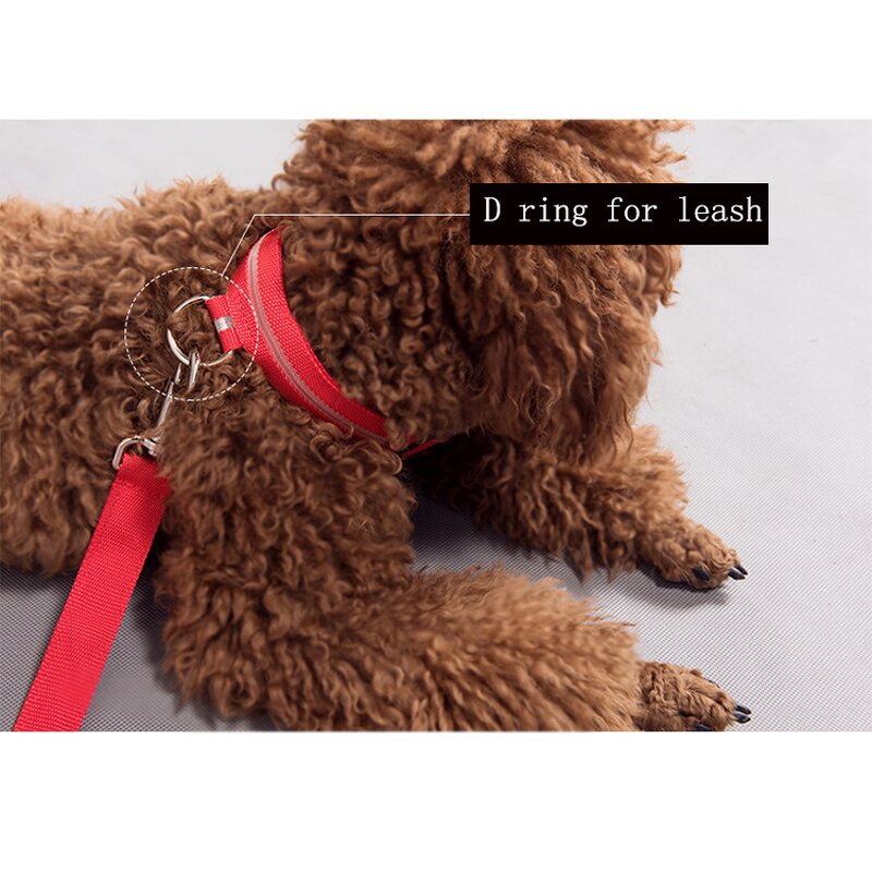 Pet Collar Leash Set Manufacturer - Colorful Small - Puppy Collar Leash Set