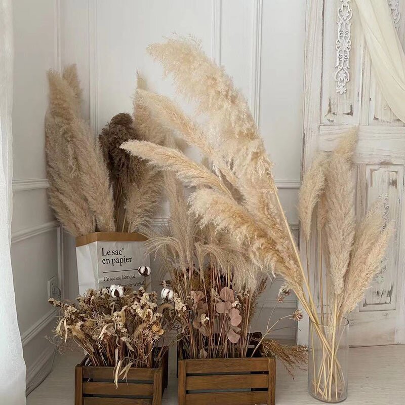Dried Pampas Grass Manufacturer - Hot Selling Series Natural Real