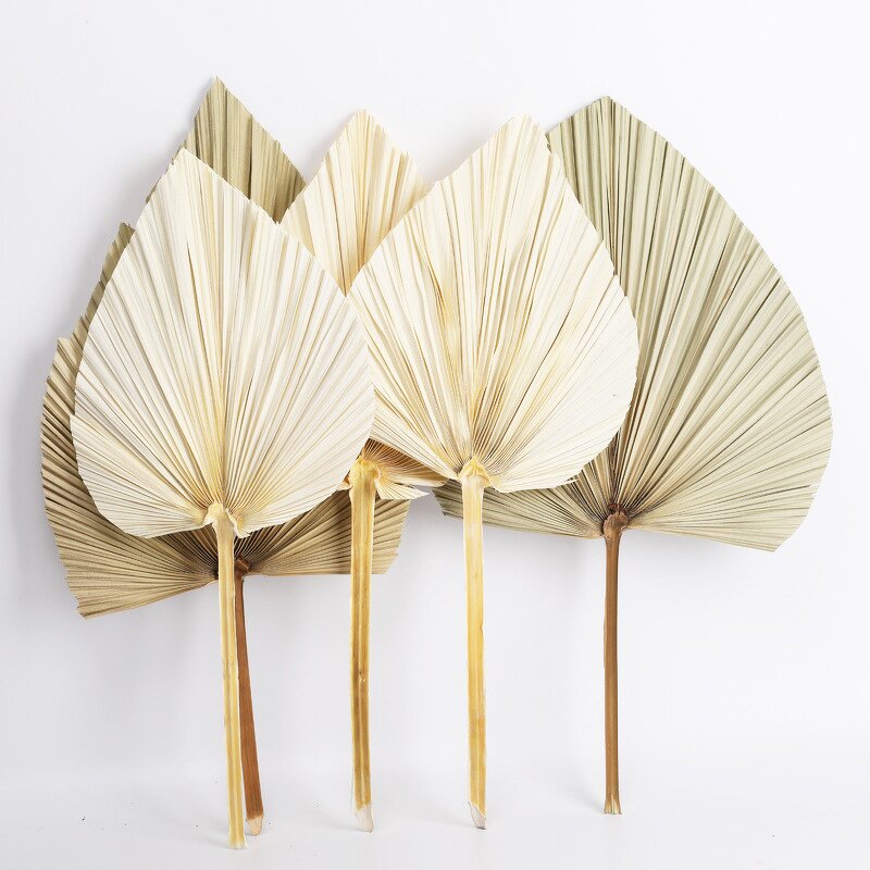 Artificial Dried Palm Leaves Manufacturer - Preserved Leaf for Scene Decoration