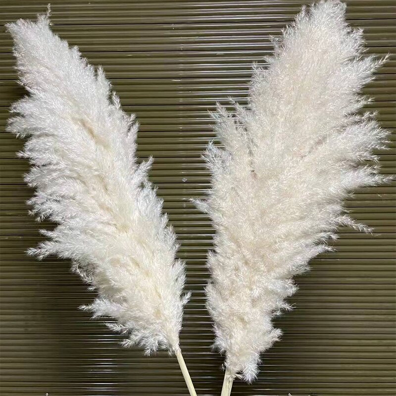 Dried Pampas Grass Manufacturer - Hot Selling Series Natural Real