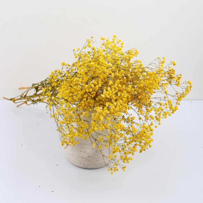 Dried Babysbreath Flower Manufacturer - Preserved Gypsophila for Wedding