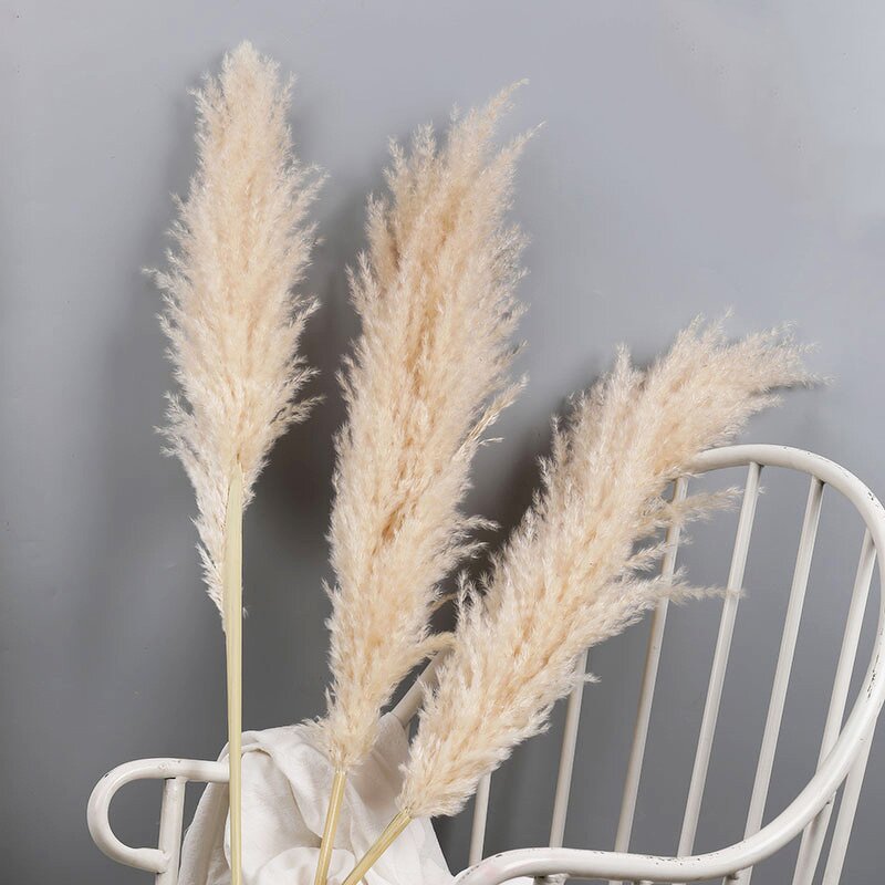 Dried Pampas Grass Manufacturer - Hot Selling Series Natural Real
