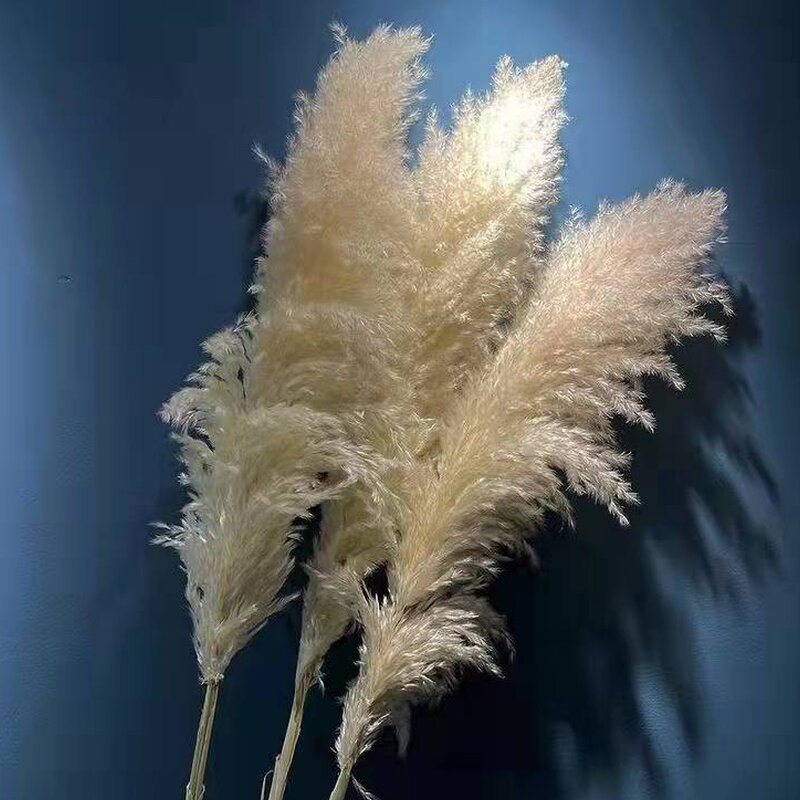 Dried Pampas Grass Manufacturer - Hot Selling Series Natural Real
