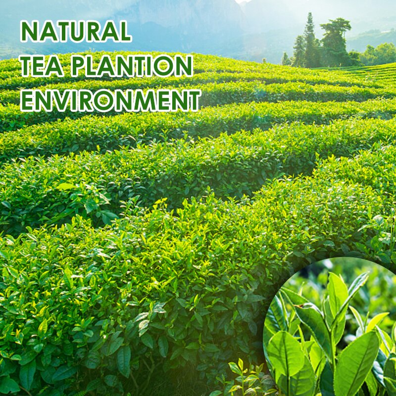 Matcha Powder Manufacturer - Private Label Low MOQ Organic Premium Ceremonial Grade Japanese Matcha