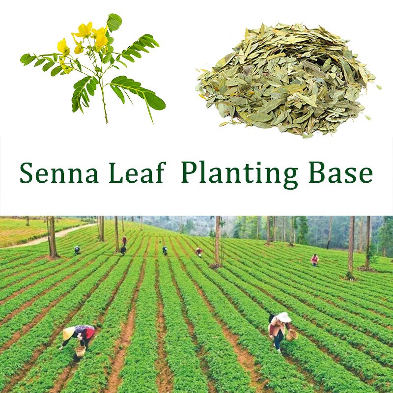 Detox Tea Manufacturer - Custom Herbal Weight Management Senna Leaf Herbal Blend Digestion Support