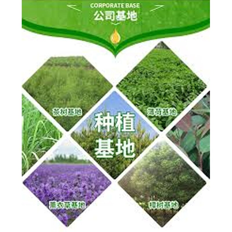 Black Walnut Oil Manufacturer - Natural Organic Cold Pressed for Carrier Oil Bulk