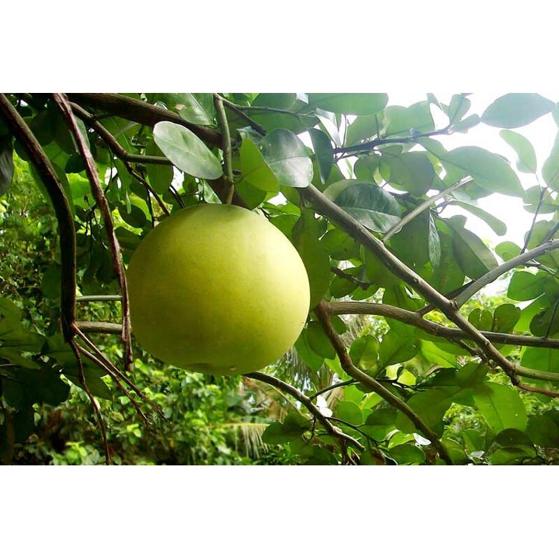 Essential Oil Set - OEM Natural Aromatherapy Top 6 High Quality Private Label Diffuser