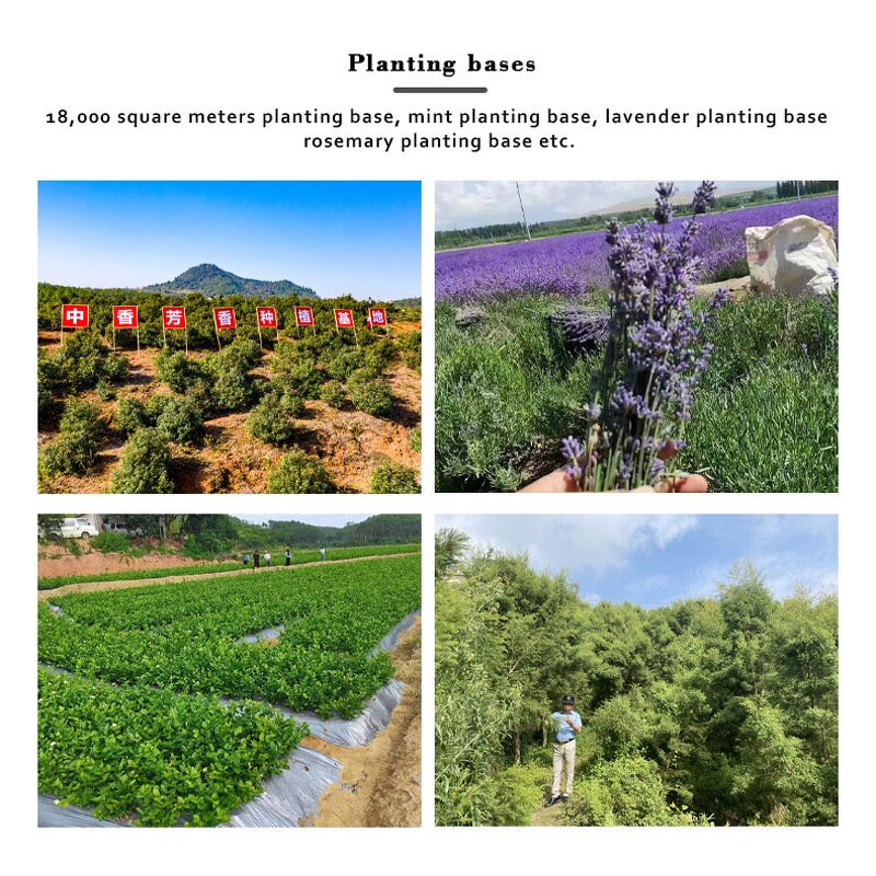 Olive Oil - Bulk Price Virgin Organic