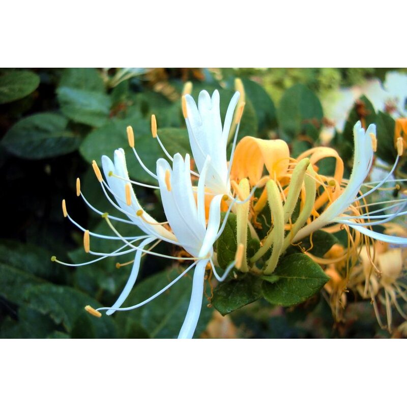 Rose Water - Factory Supply Wholesale for Skin Care Bulgarian