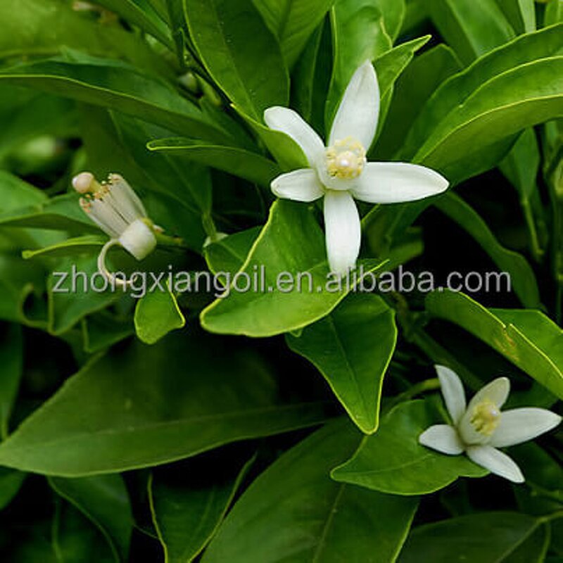 Pomelo Peel Oil Manufacturer - 100% Pure Natural for Cosmetic Grade Bulk Hair