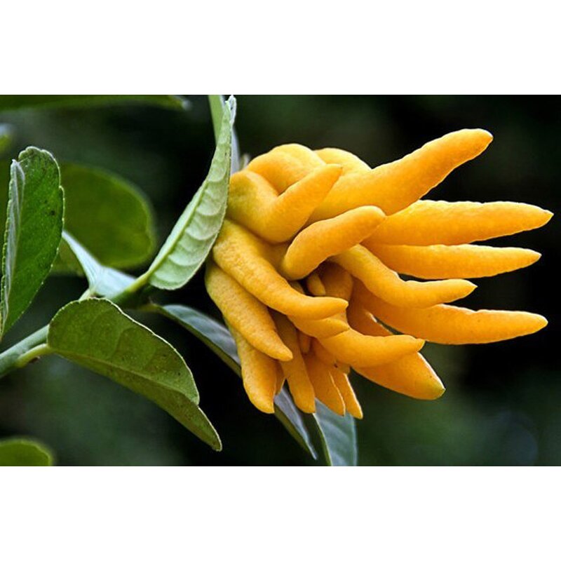 Ginger Essential Oil - Supercritical CO2 Extracted for Massage Hair Body Care