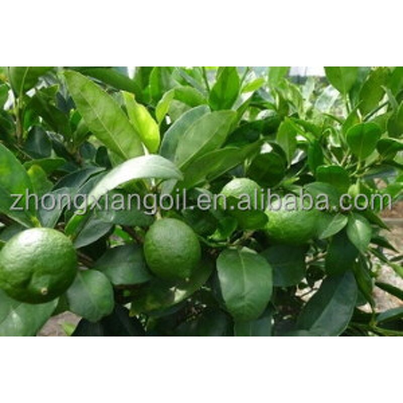 Pomelo Peel Oil Manufacturer - 100% Pure Natural for Cosmetic Grade Bulk Hair