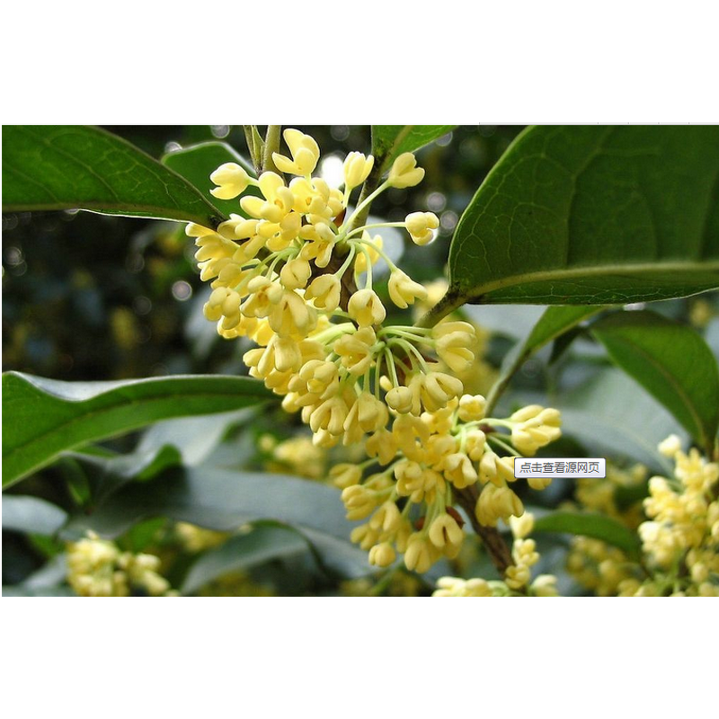 Chamomile Essential Oil - Roman Best with FREE Sample