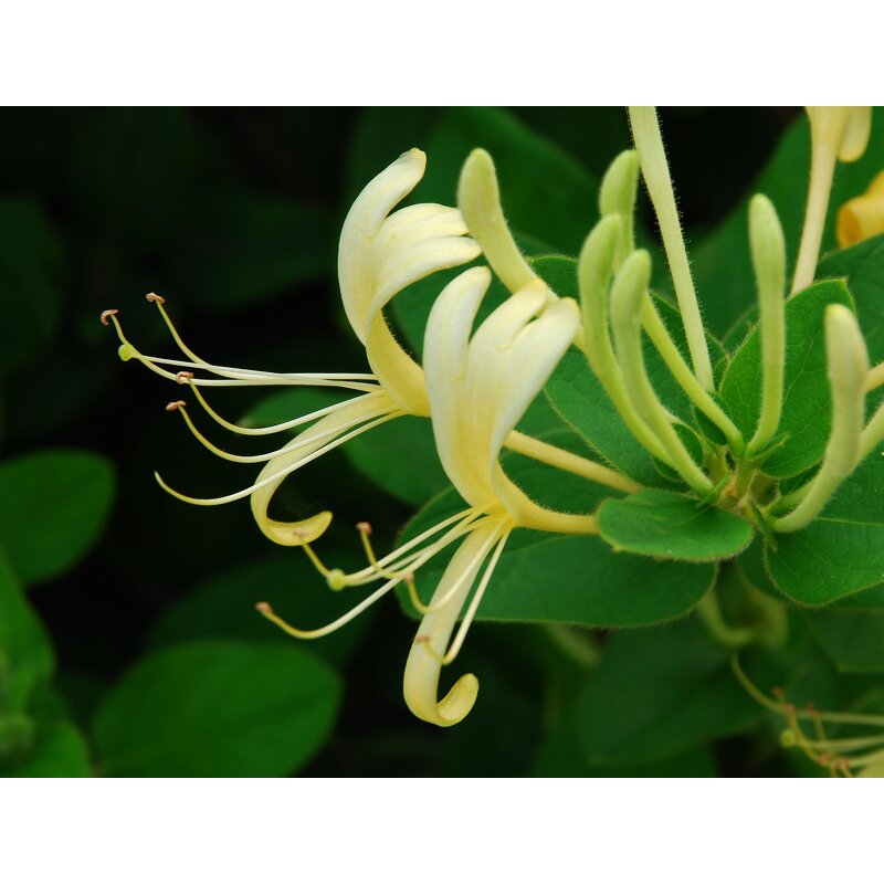 Rose Water - Factory Supply Wholesale for Skin Care Bulgarian