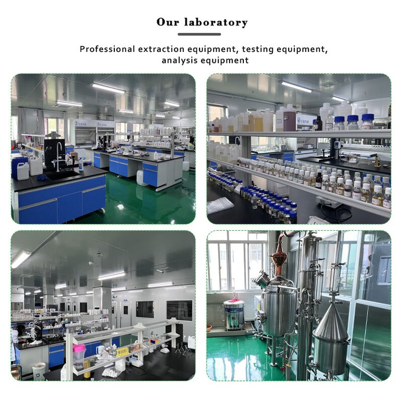 Evening Primrose Oil - Hot Sale Plant Extract for Body Care Aromatherapy