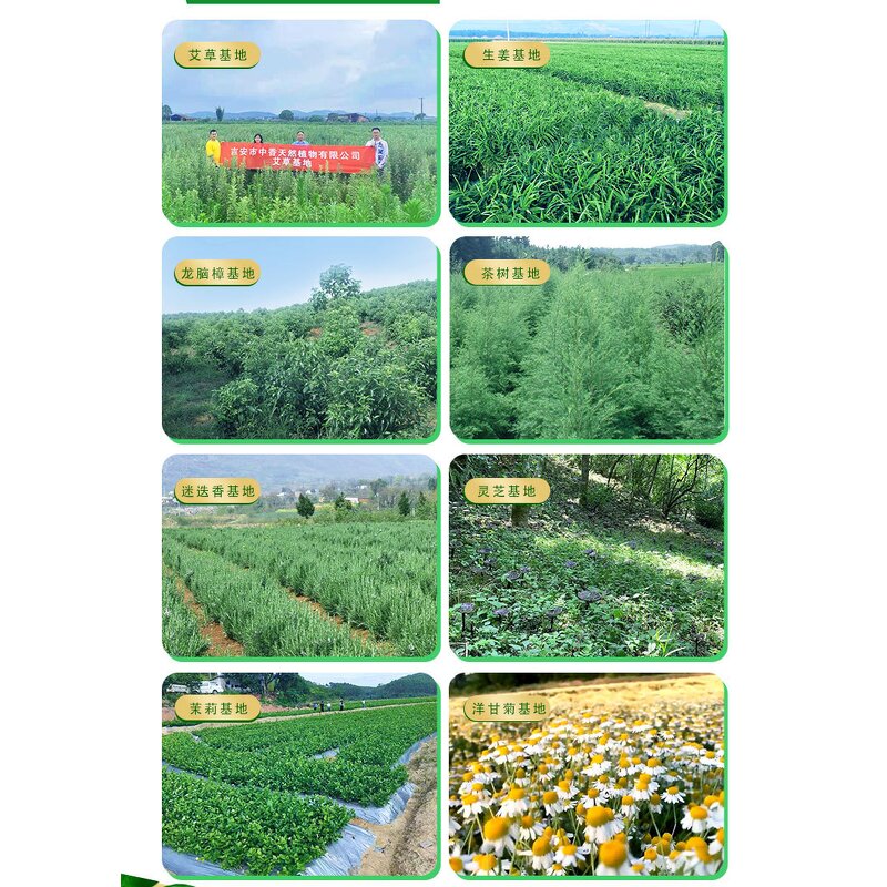 Bug Bite Relief Oil - Mosquito Repellent Itch Relief with Citronella Eucalyptus