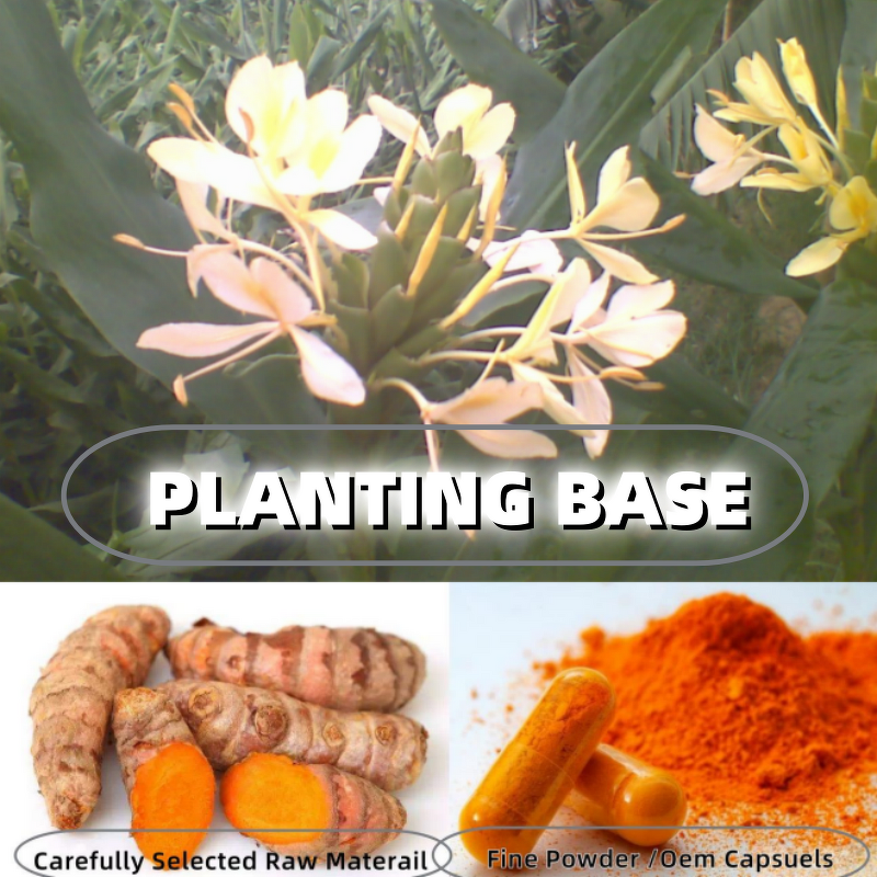 Turmeric Powder Manufacturer - Yellow Food Turmeric Root Extract Water Soluble Curcumin Capsules