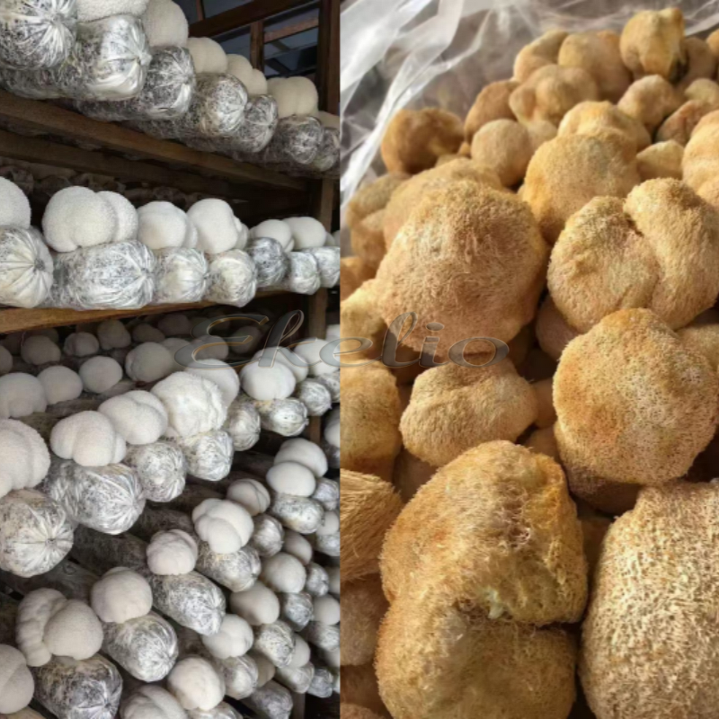 Lions Mane Mushroom Powder Manufacturer - High Quality Polysaccharides Hericium Erinaceus Extract