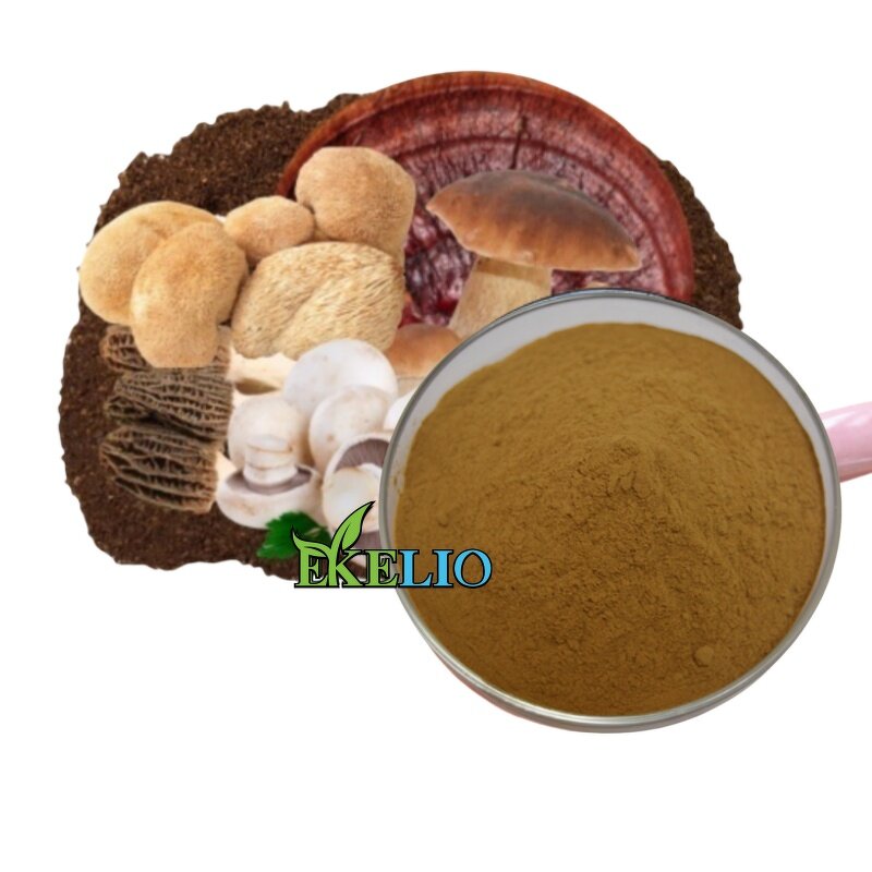 Maitake Mushroom Extract Powder Manufacturer - Food Grade Grifola Frondosa Bulk