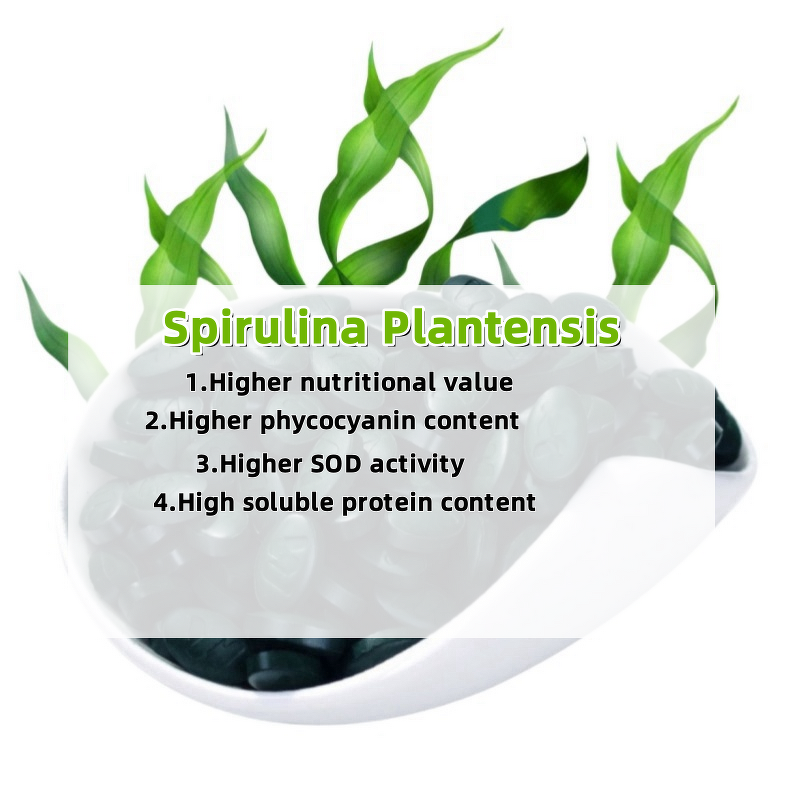 Spirulina Phycocyanin Manufacturer - Best Price Tablets with Chlorella Powder