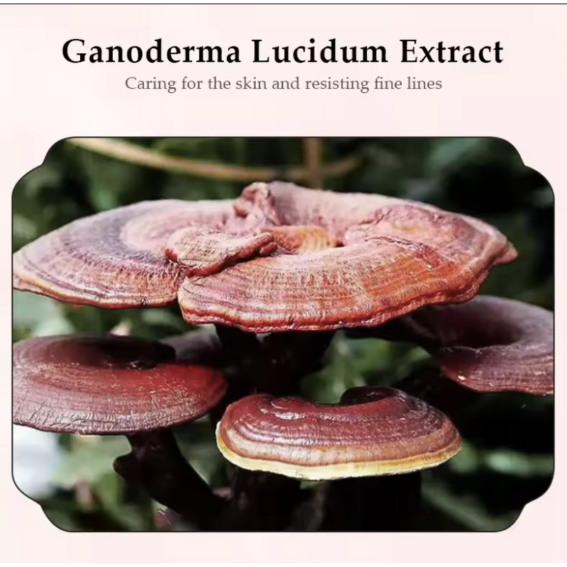 Skincare Set Manufacturer - Korean 7-Piece Unisex Moisturizing Firming Lift Vitamin C Sunscreen Home Beauty Salon