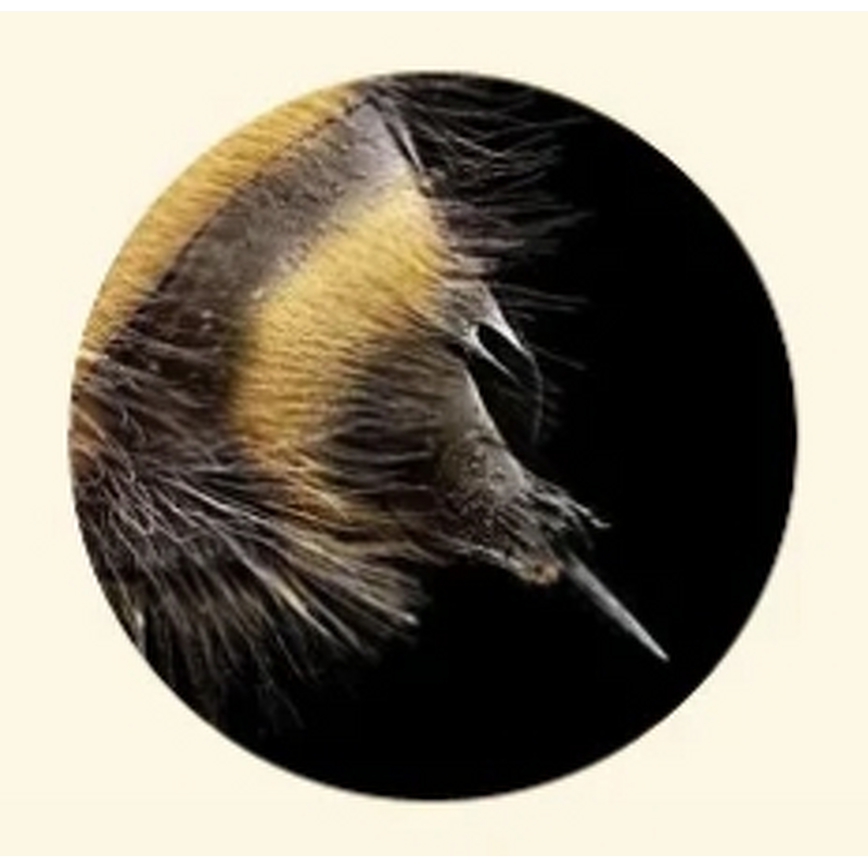 Bee Venom Powder Manufacturer - Bee Venom Extract Price Melittin 98% Bulk Cosmetic Grade Natural