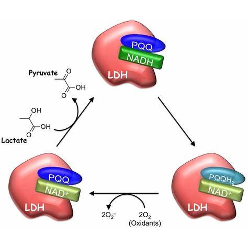 PQQ Powder Manufacturer - Factory Supply Pyrroloquinoline Quinone CAS:72909-34-3