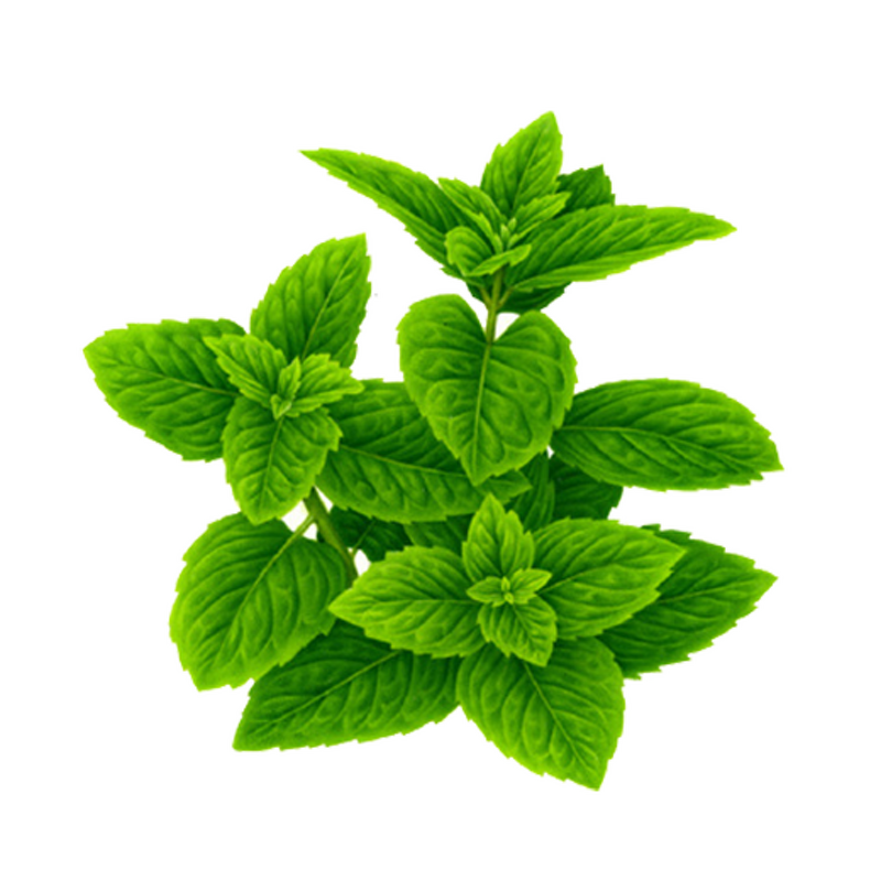 L-Menthol Crystal Manufacturer - High Pure Food and Cosmetic Grade 98% CAS 2216-51-5