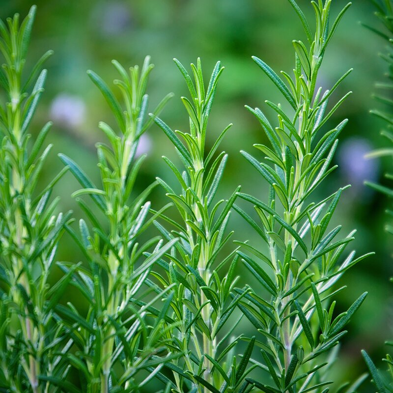 Essential Oils Manufacturer - 100% Natural Private Label Organic Castor Tea Tree Rosemary