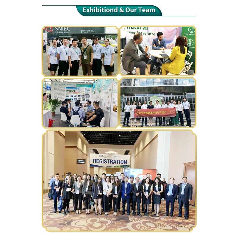 Dihydroberberine Powder Manufacturer - Coptis Chinensis Extract Natural