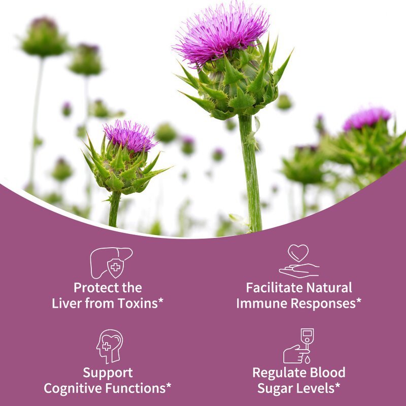 Milk Thistle Capsules Manufacturer - Silymarin Extract Liver Detox & Natural Organic