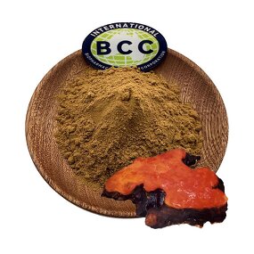 Antrodia Camphorata Extract Powder Manufacturer - Taiwanofungus Camphoratus & Bulk