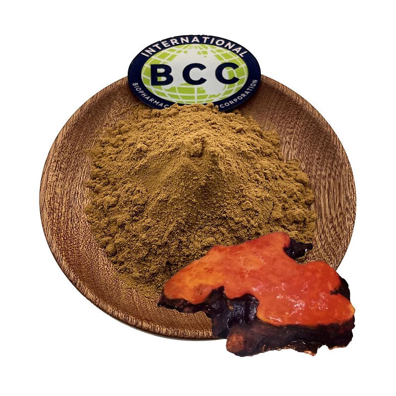 Antrodia Camphorata Extract Powder Manufacturer - Taiwanofungus Camphoratus & Bulk