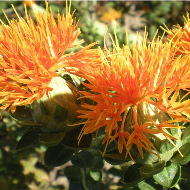 Safflower Seed Oil Manufacturer - Factory Price Organic - Massage Oil 100% Pure Natural Chinese Herbal