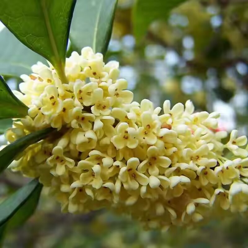 Osmanthus Hydrosol Manufacturer - Hot Selling Moisturizing - Pure Natural Plant Extract Nourishing Face Hydrosol